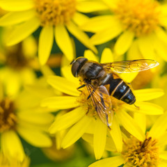 Ragwort Walker