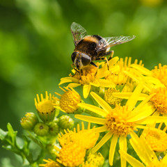 Bumblebee Mimic