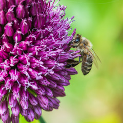 Allium Visitor