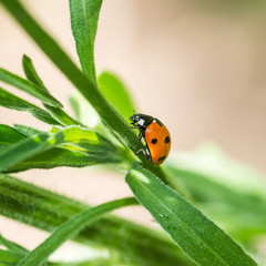 Ladybird Ascent