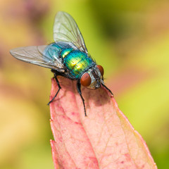 Colourful Leaf Sitter