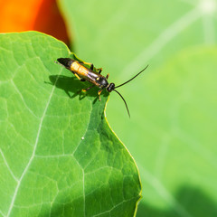 Wasp And Butterfly Egg