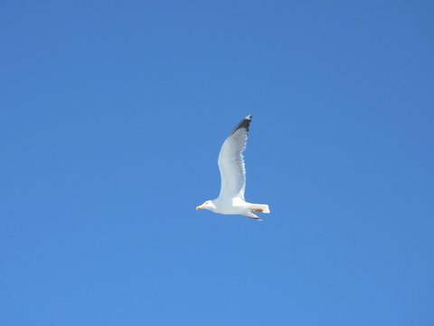 Close-up of seagull, flying over blue sky