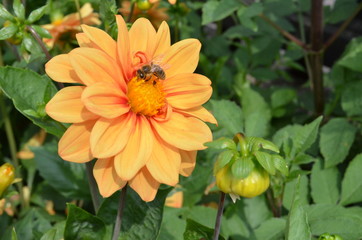 Biene auf Nektarsuche