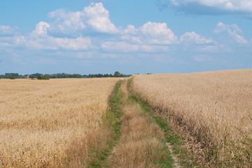 Дорога в полях