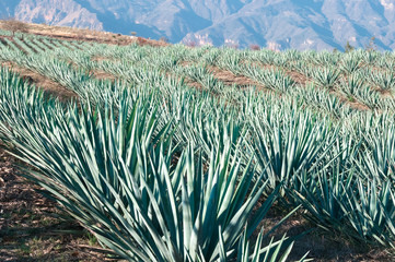 Agave fields in Tequila, Jalisco (Mexico)