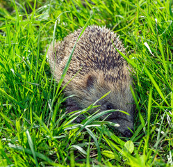 Riccio europeo - Erinaceus europaeus © PHOTOERICK