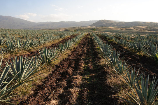 Campo de agave en Tequila, Jalisco (M&eacute;xico)