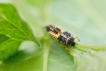 Ladybug nymph