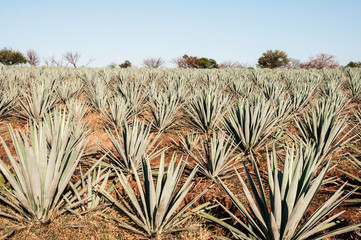 Agave fields in Tequila, Jalisco (Mexico)