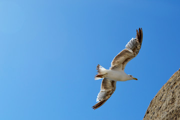 Fototapeta na wymiar Seagull soaring in the sky.