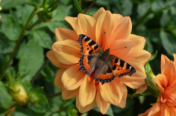 Fototapeta premium Kleiner Fuchs auf Dahlienblüte