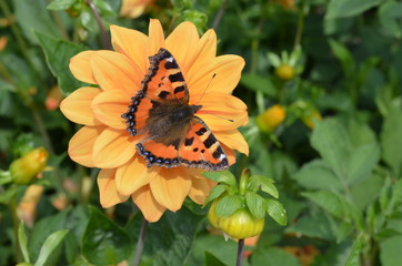 kleiner Fuchs im Blumenbeet © ela110