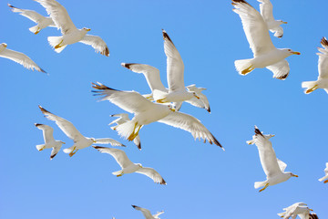 swarm of flying sea gulls