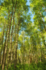 spring greens in birch grove