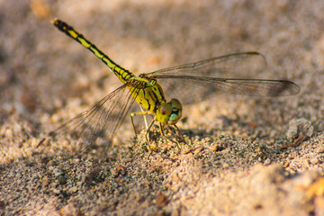 Dragonfly on sand