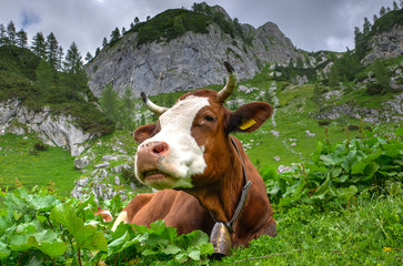 Fototapeta na wymiar Cow in Planina Jezerce Alpine Meadow in Bohinj