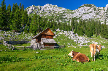 Cows in Planina v Lazu Alpine Meadow in Bohinj