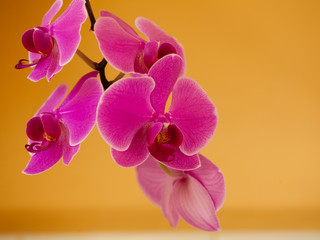 Phalaenopsis. Pink purple orchid flower indoor.