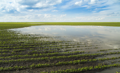 Agricultural disaster, flooded soybean crops.
