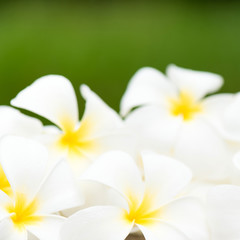 Fototapeta na wymiar Plumeria flowers