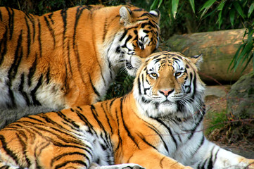Fototapeta na wymiar Bengal tigers.