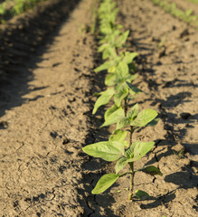 Close-up shot of green sunflower crops maturing on field