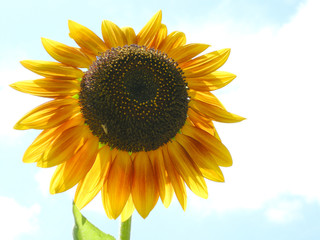 Obraz premium 向日葵