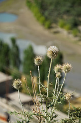 Spring flowers  at Kargil in 7 July 2014,Ladakh,  India.