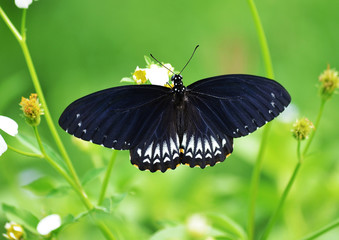 Fototapeta premium butterfly on flower