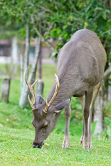 deer eating grass on nature background