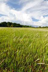 field of cogon grass with beautiful cloud