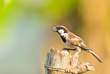 House Sparrow male on nature background ,thailand