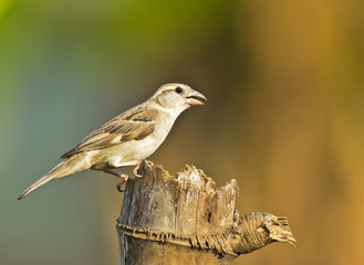 House Sparrow female on dry tree ,thailand