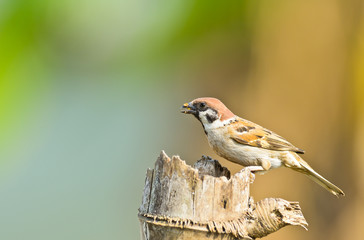 Eurasian Tree-Sparrow on nature background