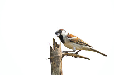 House Sparrow male on white background ,thailand
