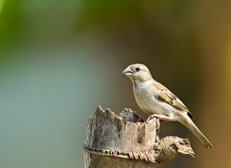 House Sparrow female on dry tree ,thailand