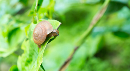 snail