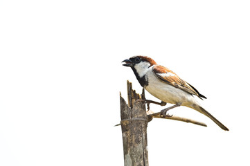House Sparrow male on white background ,thailand