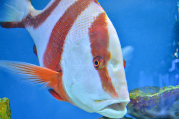 Closeup of beautiful Sea Fish In fish tank