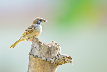 Eurasian Tree-Sparrow on nature background