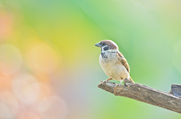 Eurasian Tree-Sparrow on nature background