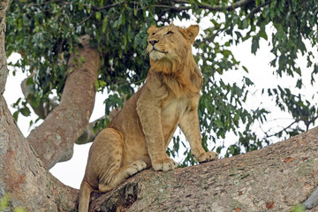 Young Male Lion in a Tree