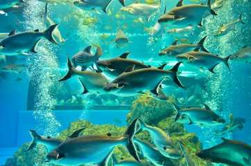 Fototapeta na wymiar Closeup of beautiful Sea Fish In fish tank