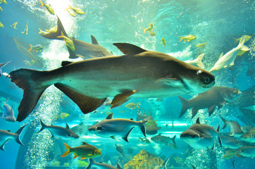 Obraz na płótnie Canvas Closeup of beautiful Sea Fish In fish tank