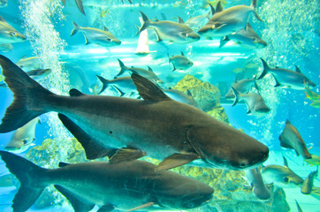 Fototapeta premium Closeup of beautiful Sea Fish In fish tank