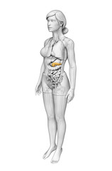 Female pancreas anatomy