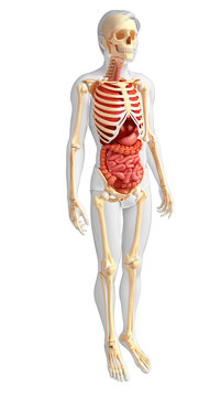 Male skeleton and digestive system