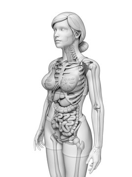 Digestive system of female anatomy