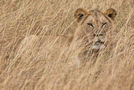 Lion Hiding In Long Grass